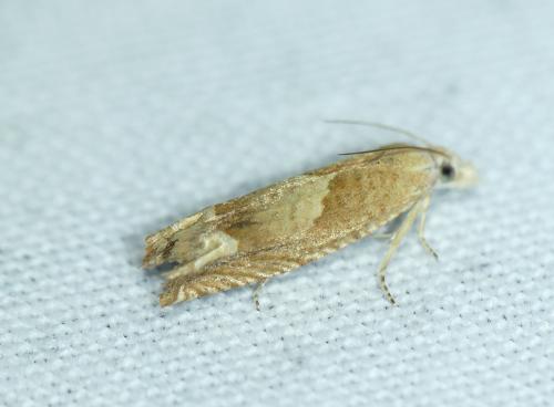 Réf. 260 218 : Eucosma conterminana